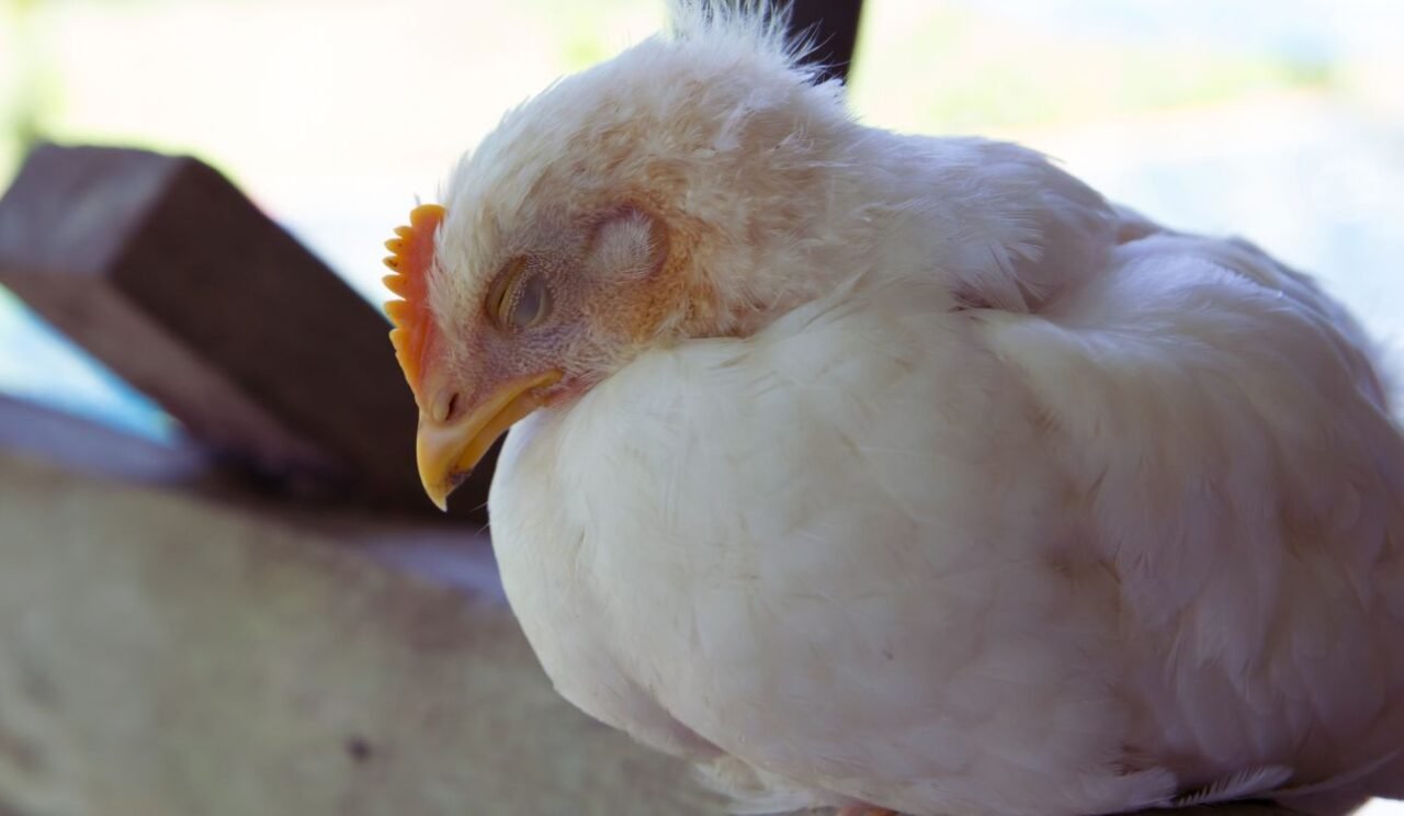 Bird Flu Outbreak in Georgia Threatens Poultry Exports and Economic Stability Bird Flu Outbreak in Georgia Threatens Poultry Exports and Economic Stability