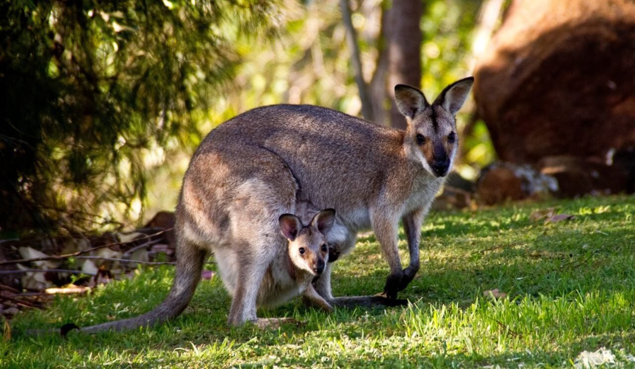 Australian Scientists Achieve World-First Kangaroo Embryo Through IVF Australian Scientists Achieve World-First Kangaroo Embryo Through IVF