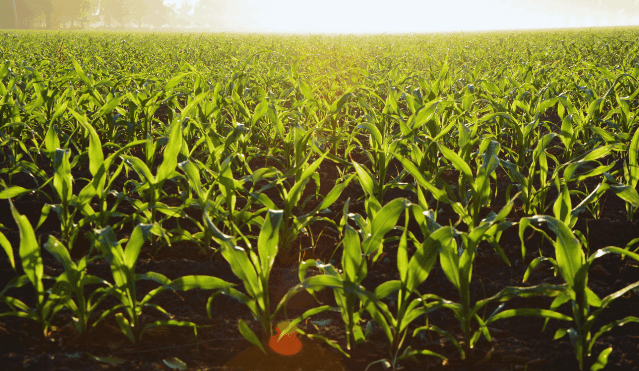 corn-1280x744.png