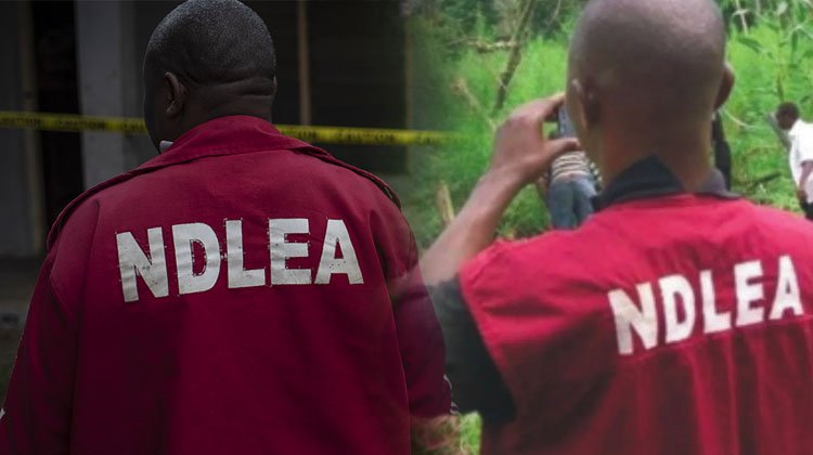 NDLEA NDLEA