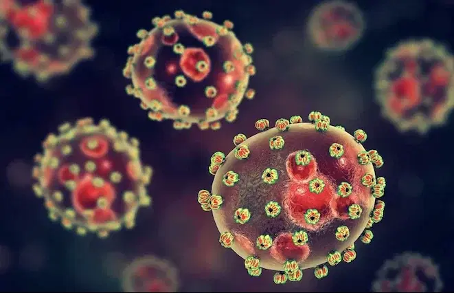 lassa-fever-.webp