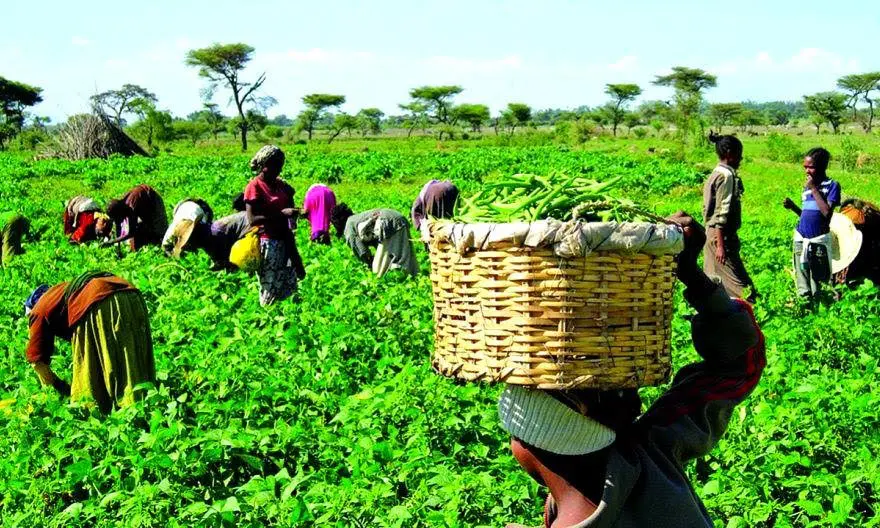 Farmers-at-Work-in-their-Various-Farms.webp