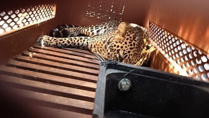 leopard.jpg