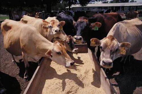 Livestock Livestock