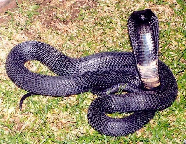 Anti-Ssnake Venom